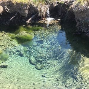 Meet your Posher, Albert